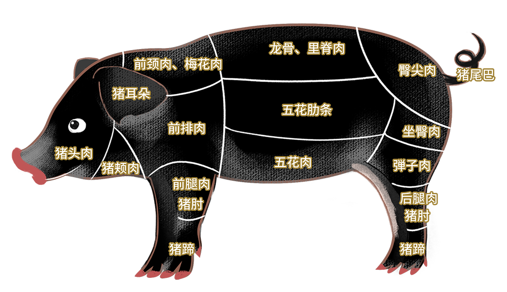 猪肉部分分割图 png